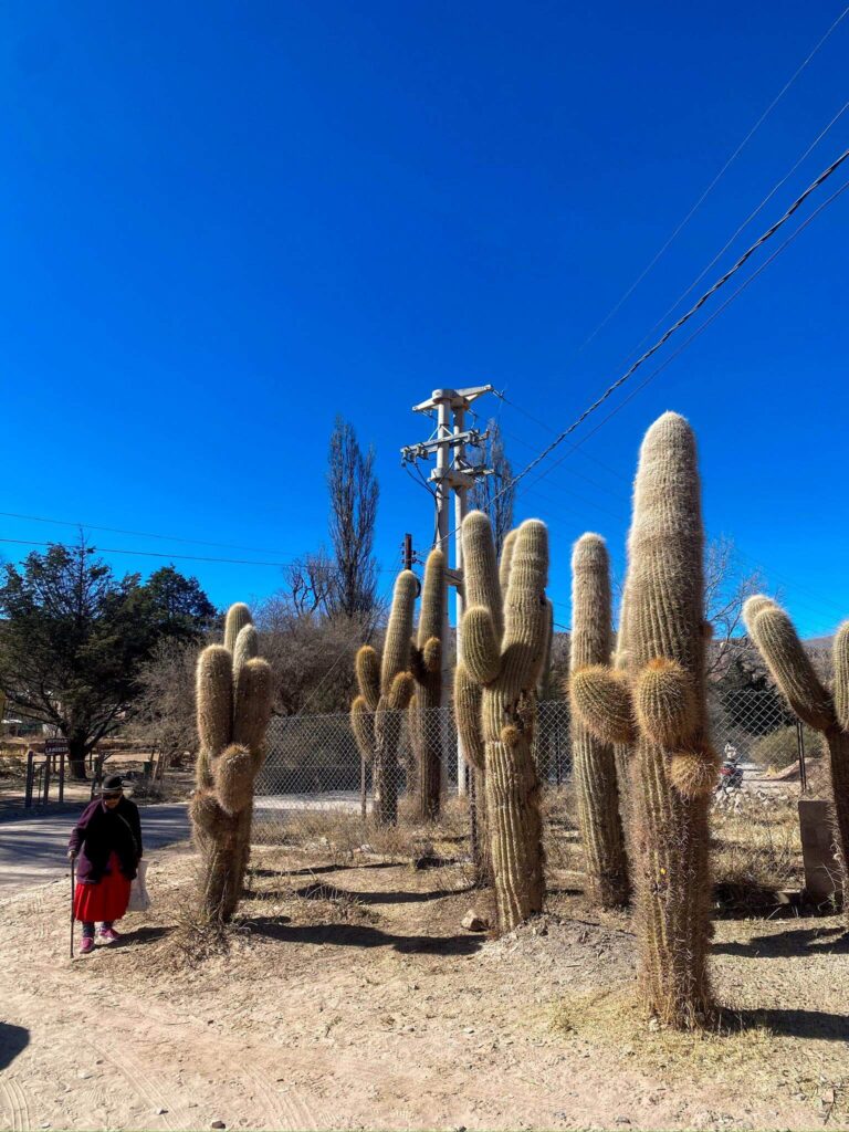 Tall cactus plants in Humahuaca with a local woman walking past.